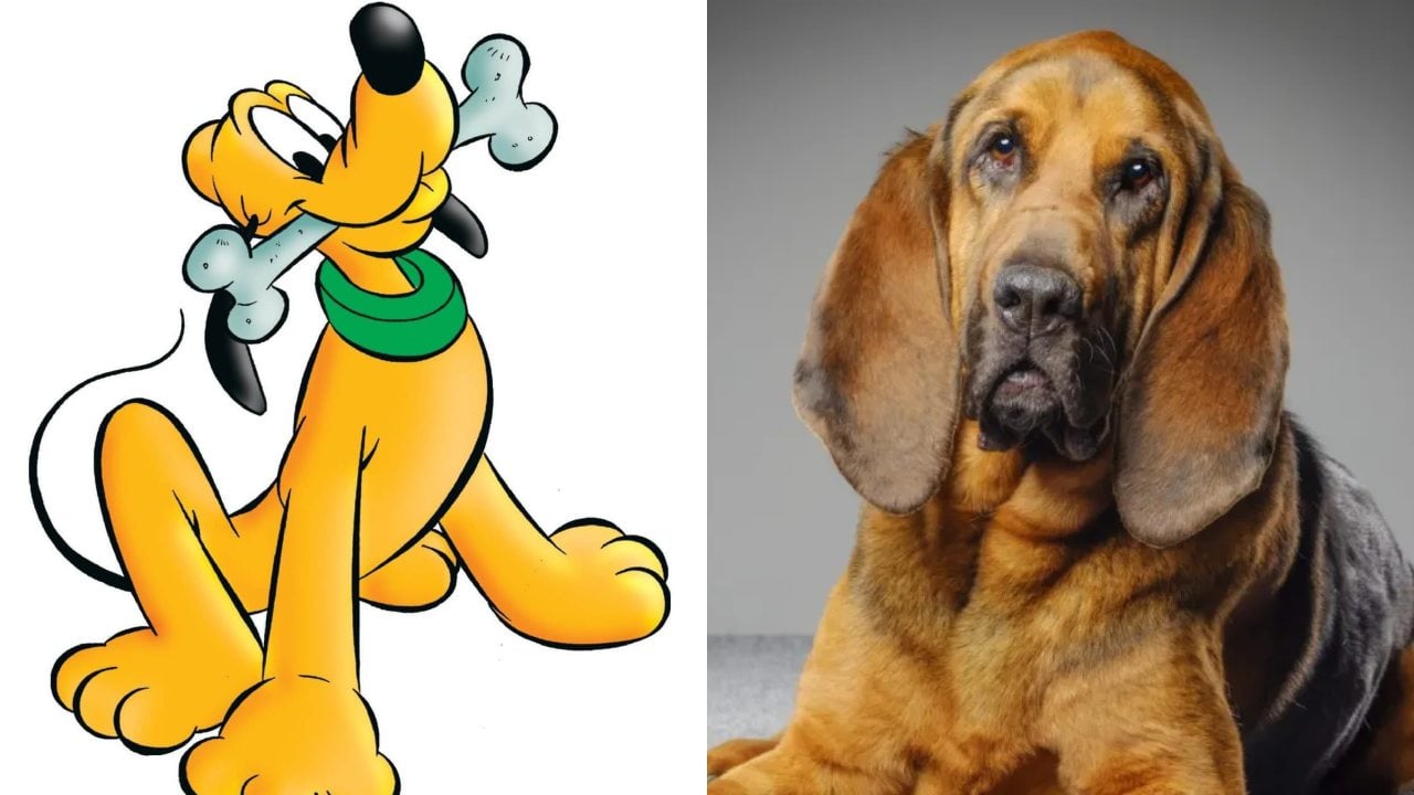 Qual é a raça do Pluto? Descubra a espécie deste personagem e de outros cães famosos das animações