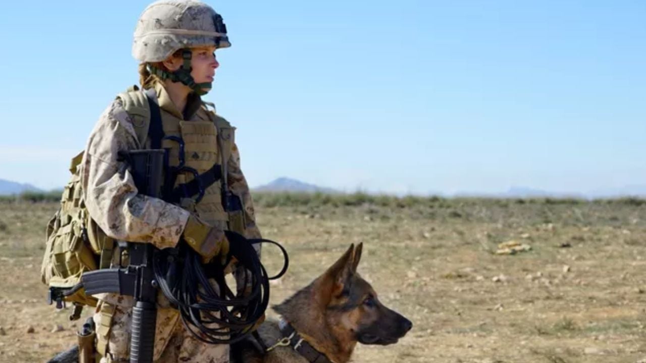 Megan Leavey: Drama com astro de Harry Potter é baseado em história real sobre a Guerra do Iraque – Notícias de cinema